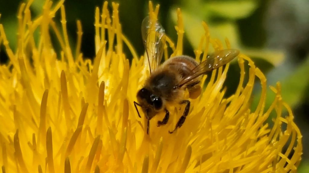 The Beekeeper of Leftover Melbourne